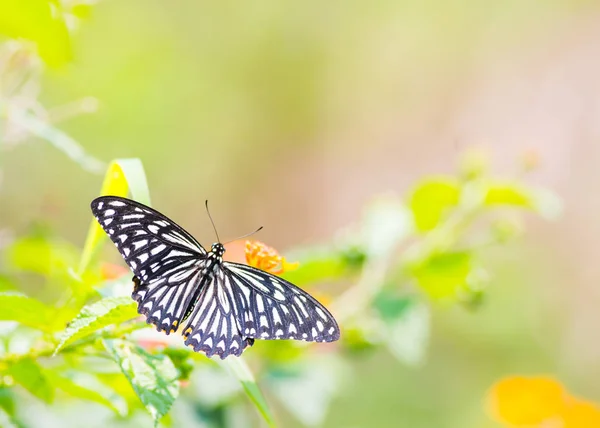 Beautiful Butterfly Outdoors Daytime — Stock Photo, Image