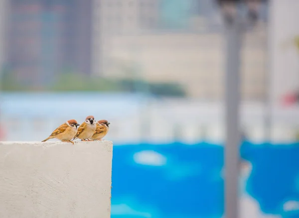 Oiseaux Dans Nature Pendant Journée — Photo