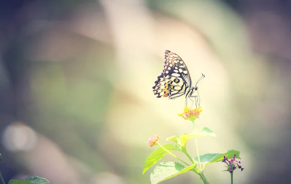 Prachtige Vlinder Overdag Buitenshuis — Stockfoto