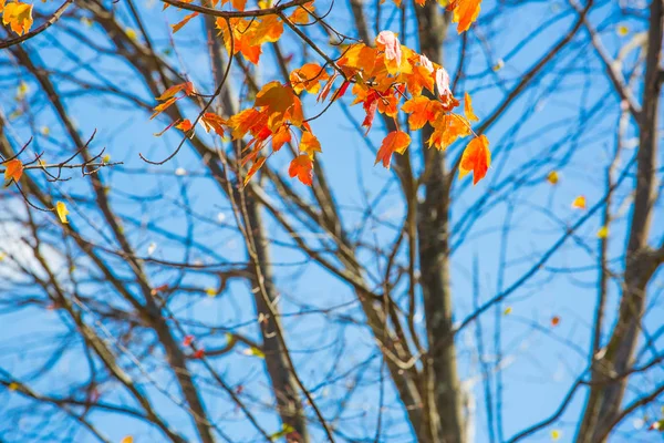 Albero Fiore Durante Giorno Contro Cielo Blu — Foto Stock