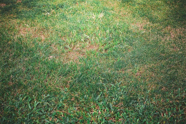 yeşil yapraklar mavi gökyüzüne karşı 