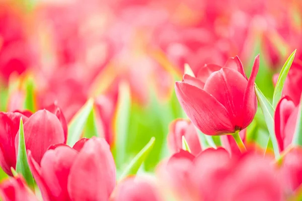 Beautiful Tulip Flowers Blurred Background — Stock Photo, Image