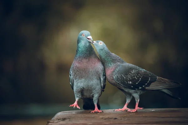 Pigeons Extérieur Pendant Journée — Photo