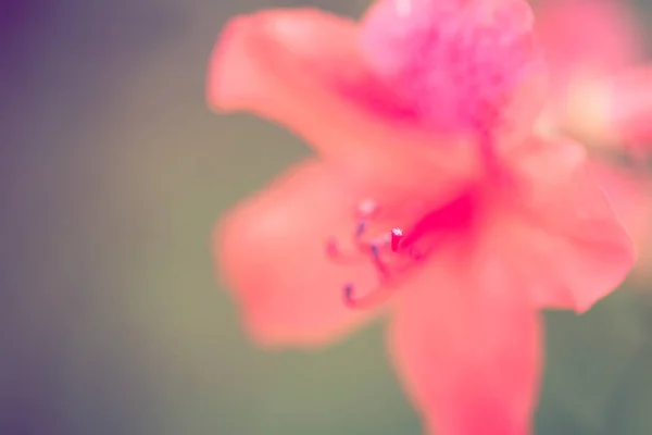 Blüten Der Natur Tagsüber — Stockfoto