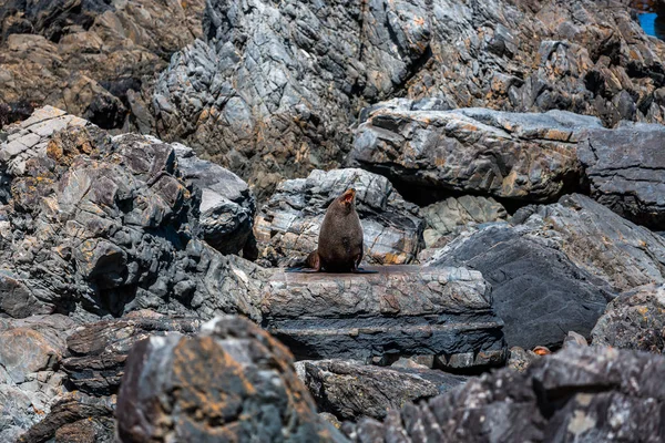 Rocky Beach Seal Rocks — Stock Photo, Image