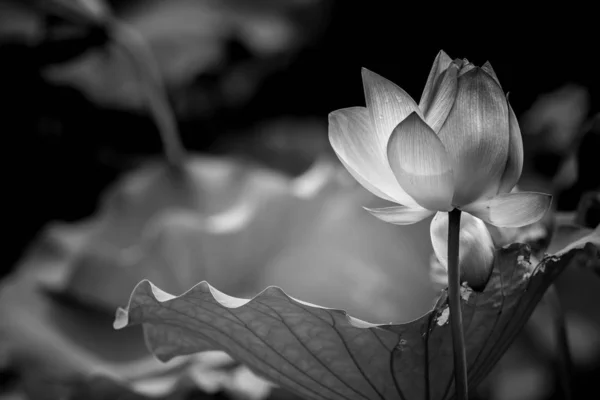 Flor Lírio Água Rosa — Fotografia de Stock