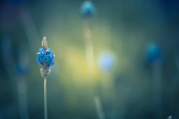 Flores Naturaleza Durante Día — Foto de Stock