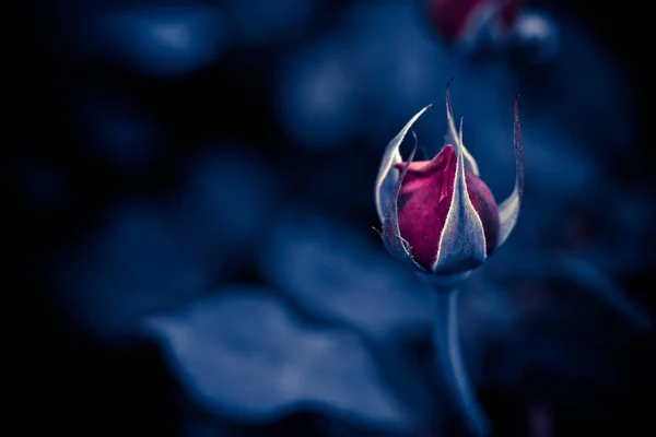 Fleurs Dans Nature Pendant Journée — Photo