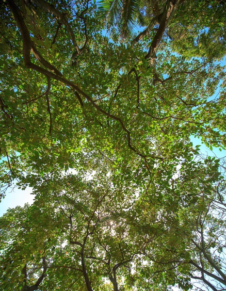 Flores Naturaleza Durante Día — Foto de Stock