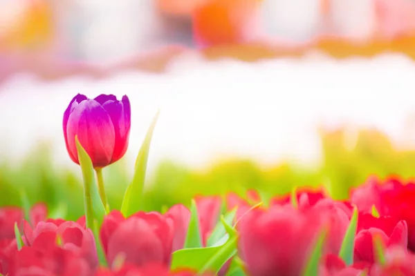 Beautiful Tulip Flowers Blurred Background — Stock Photo, Image