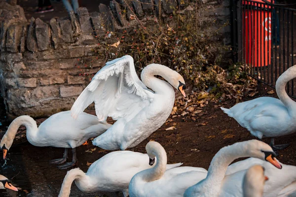 Svanar Flock Sjön Dagtid — Stockfoto