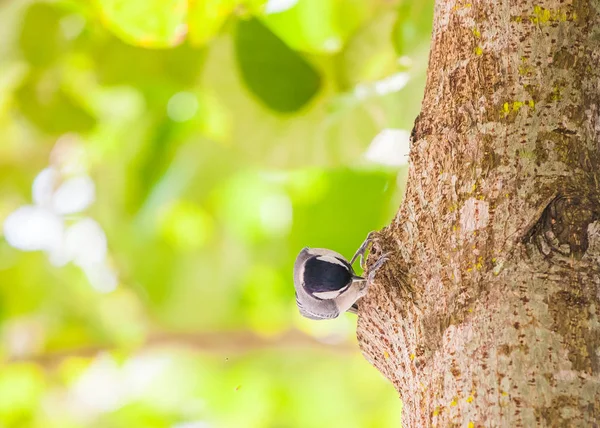 Aves Natureza Durante Dia — Fotografia de Stock