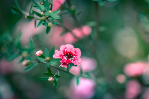 白天大自然中的花 — 图库照片