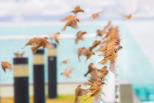 Aves Naturaleza Durante Día —  Fotos de Stock