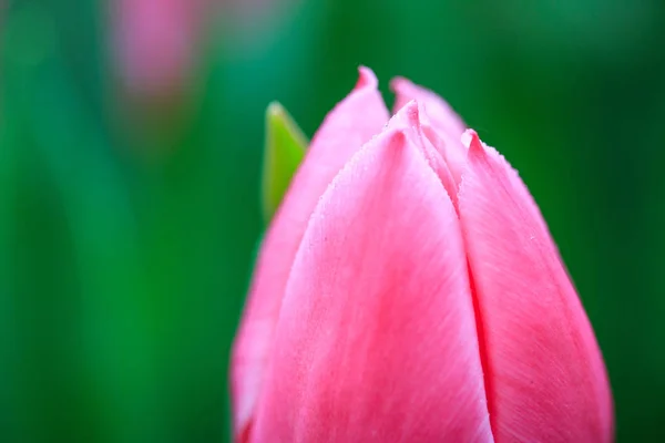 Flores Natureza Durante Dia — Fotografia de Stock