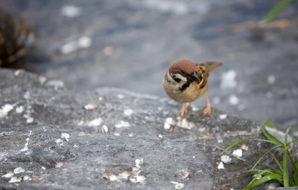 Aves Naturaleza Durante Día —  Fotos de Stock