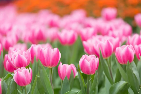 Belas Flores Tulipa Fundo Borrado — Fotografia de Stock