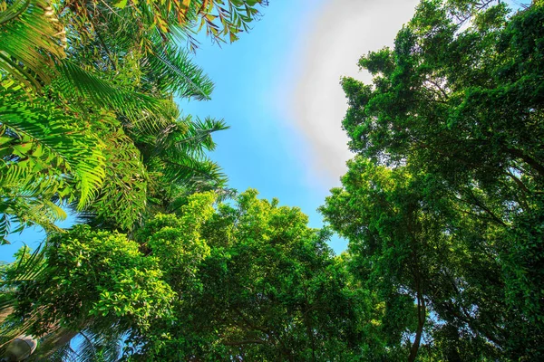 Árbol Con Hojas Verdes Durante Día — Foto de Stock