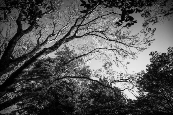 Drzewa Ciągu Dnia Czarno Biały Obraz — Zdjęcie stockowe