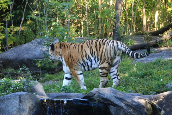 Tiger Steht Über Grünem Gras — Stockfoto