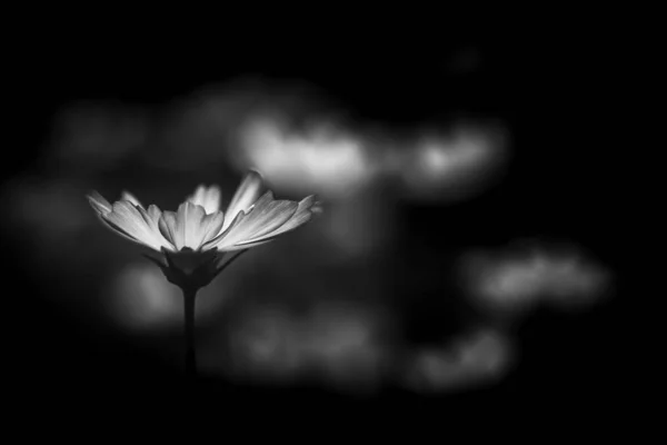 Flowers in nature during daytime, black and white image