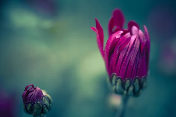 昼間は自然の中の花 — ストック写真