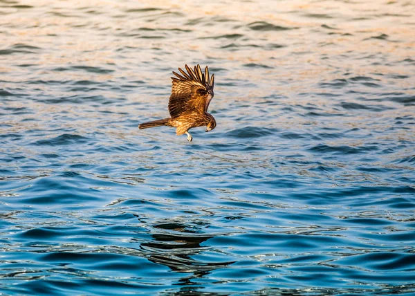 Aves Naturaleza Durante Día — Foto de Stock