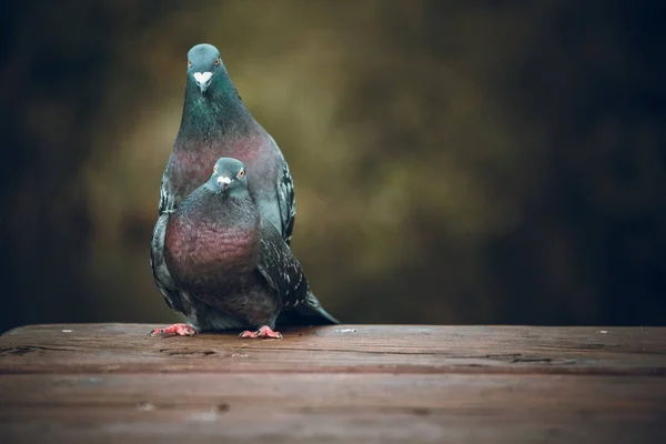 Pigeons Outdoors Daytime — Stock Photo, Image