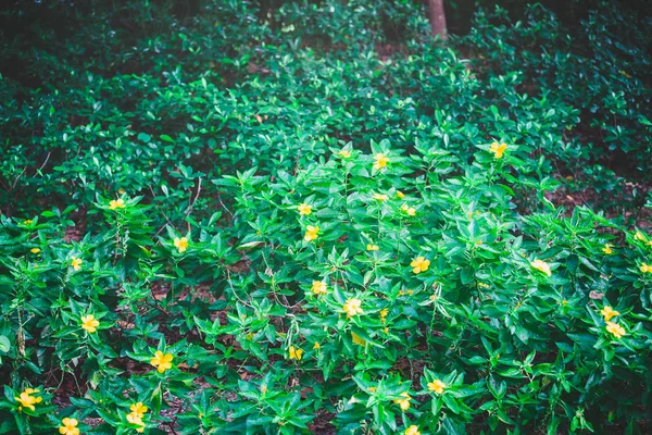 青い空に緑の葉 — ストック写真