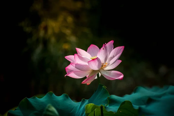 Flor Lírio Água Rosa — Fotografia de Stock