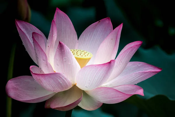 pink water lily flower