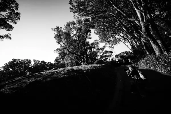 Gündüz Siyah Beyaz Resim Sırasında Ağaçlar — Stok fotoğraf