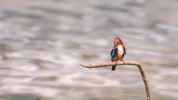 Vogel Der Natur Tagsüber — Stockfoto