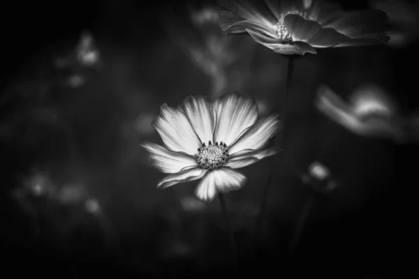 Flowers Nature Daytime Black White Image — Stock Photo, Image