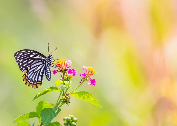 Hermosa Mariposa Aire Libre Durante Día — Foto de Stock