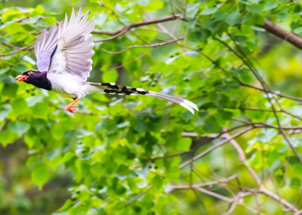 Pájaro Naturaleza Durante Día —  Fotos de Stock