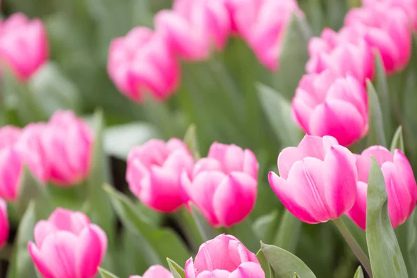 Smukke Tulipan Blomster Sløret Baggrund - Stock-foto