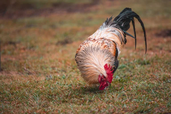 Coq Ferme Pendant Journée — Photo