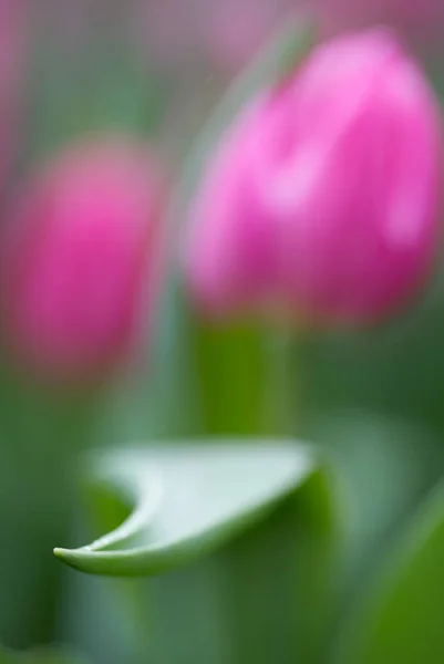 Flores Natureza Durante Dia — Fotografia de Stock