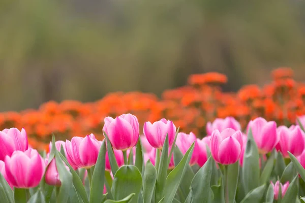 Beautiful Tulip Flowers Blurred Background — Stock Photo, Image