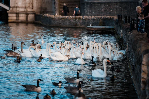 Schwäne Tummeln Sich Tagsüber Auf Dem See — Stockfoto