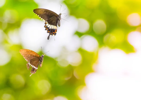 Beautiful Butterfly Outdoors Daytime — Stock Photo, Image