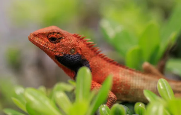 Lézard Orange Feuilles Vertes — Photo