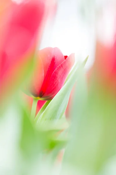 Belas Flores Tulipa Fundo Borrado — Fotografia de Stock