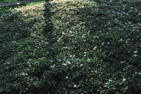 Green Leaves Blue Sky — Stock Photo, Image