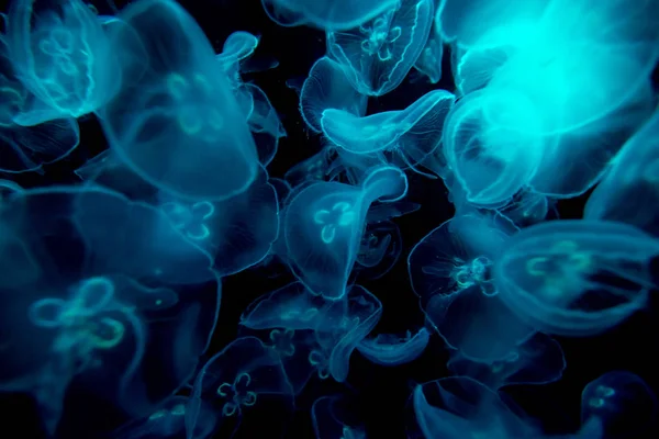 Pesce Gelatina Sotto Illuminazione Colori — Foto Stock