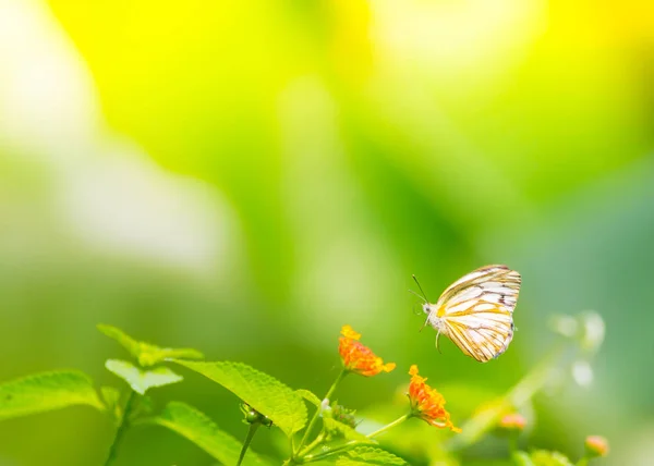 Hermosa Mariposa Aire Libre Durante Día — Foto de Stock