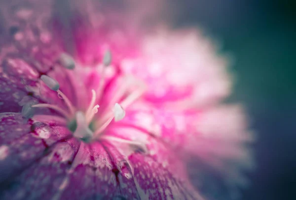 Fleurs Dans Nature Pendant Journée — Photo