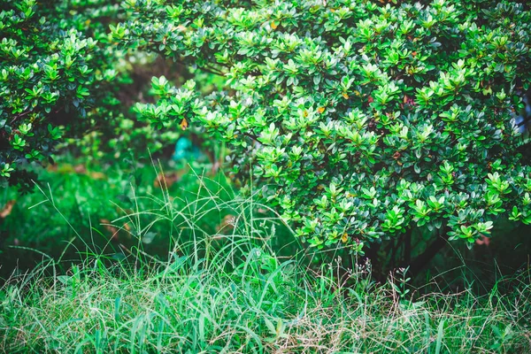 Green Leaves Blue Sky — Stock Photo, Image