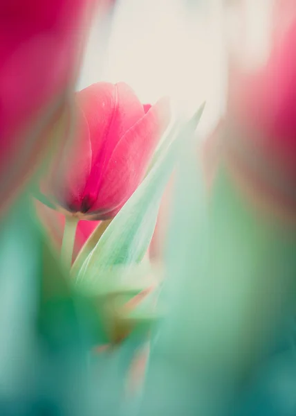 Schöne Tulpenblumen Auf Verschwommenem Hintergrund — Stockfoto